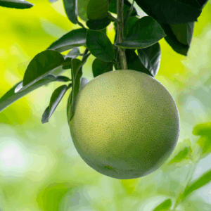 Sản Phẩm Bưởi