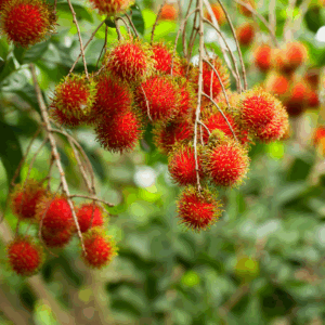 Sản Phẩm Chôm Chôm